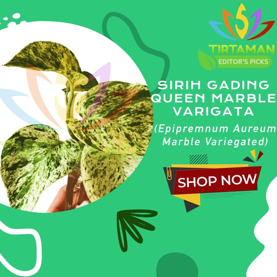 Sirih Gading Marble Pothos Variegata / Epipremnum Aureum Varigata