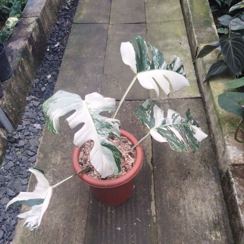 Monstera varigata Marbel