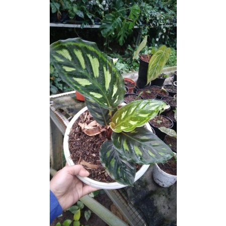 calathea libyana
