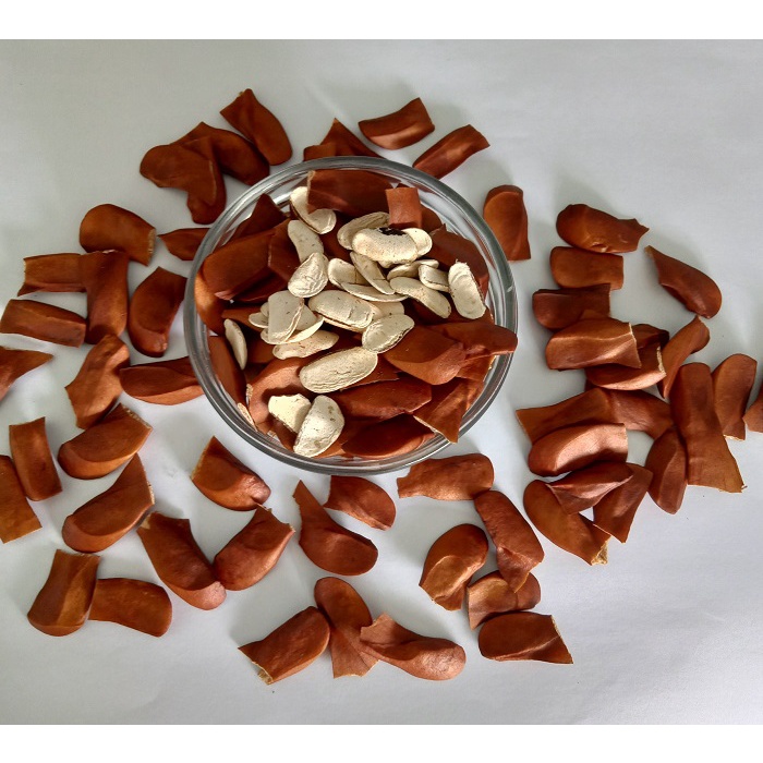 Biji Mahoni 50kg jual biji pohon mahoni siap semai biji asli unggulan