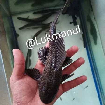 Ikan sapu sapu hitam ukuran 20-24cm
