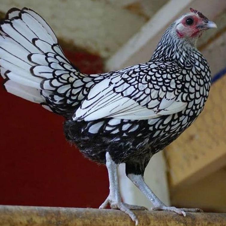 

Star seller telur ayam hias batik