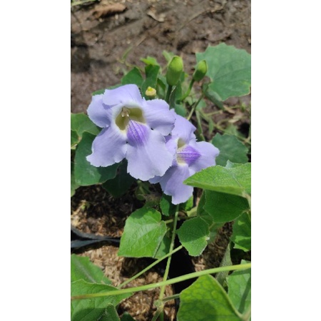 Tanaman hias merambat Thunbergia ungu dan putih ClockVines siap berbunga