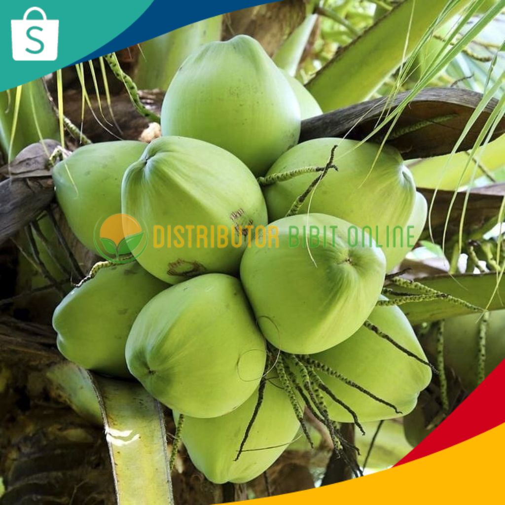 Bibit Kelapa Pandan Wangi Asli Import Thailand 100%
