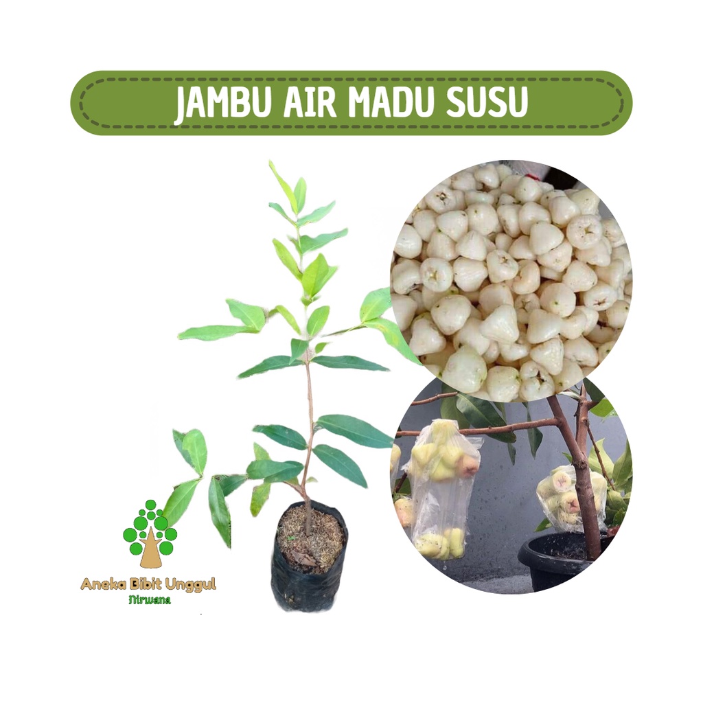 BIBIT JAMBU AIR SUSU/JAMBU AIR PUTIH Aneka bibit unggul