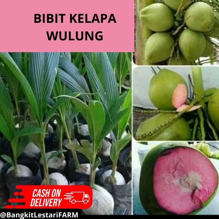Pohon Kelapa Wulung, Bibit Kelapa Wulung SUPER GENJAH