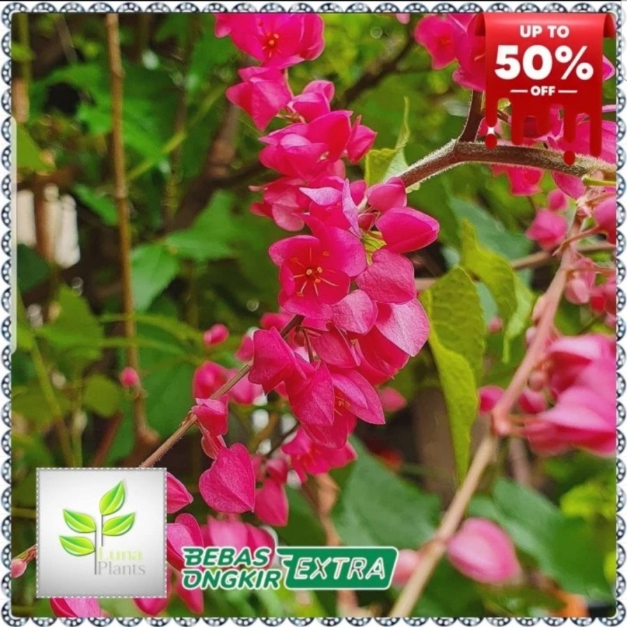 tanaman hias bunga air mata pengantin - tanaman air mata pengantin