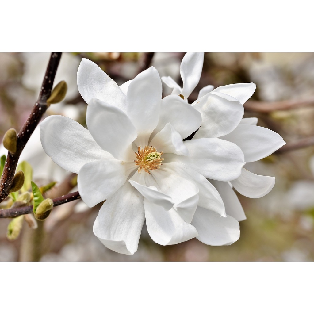 Benih Bibit Biji - Pohon Bunga White Magnolia Putih Flower Tree Seeds - IMPORT