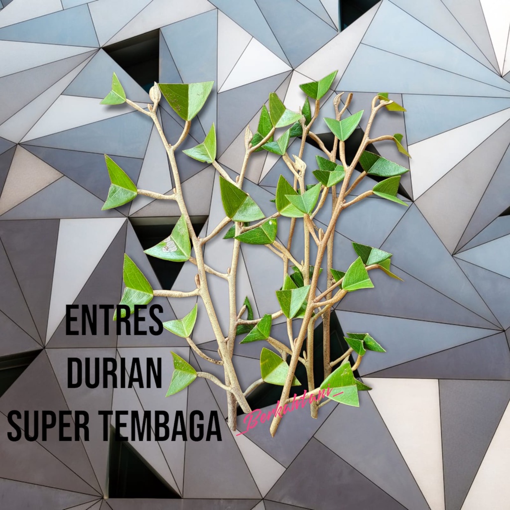ENTRES PUCUKAN DURIAN SUPER TEMBAGA ASLI VALID