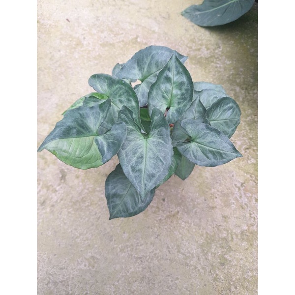Syngonium T24