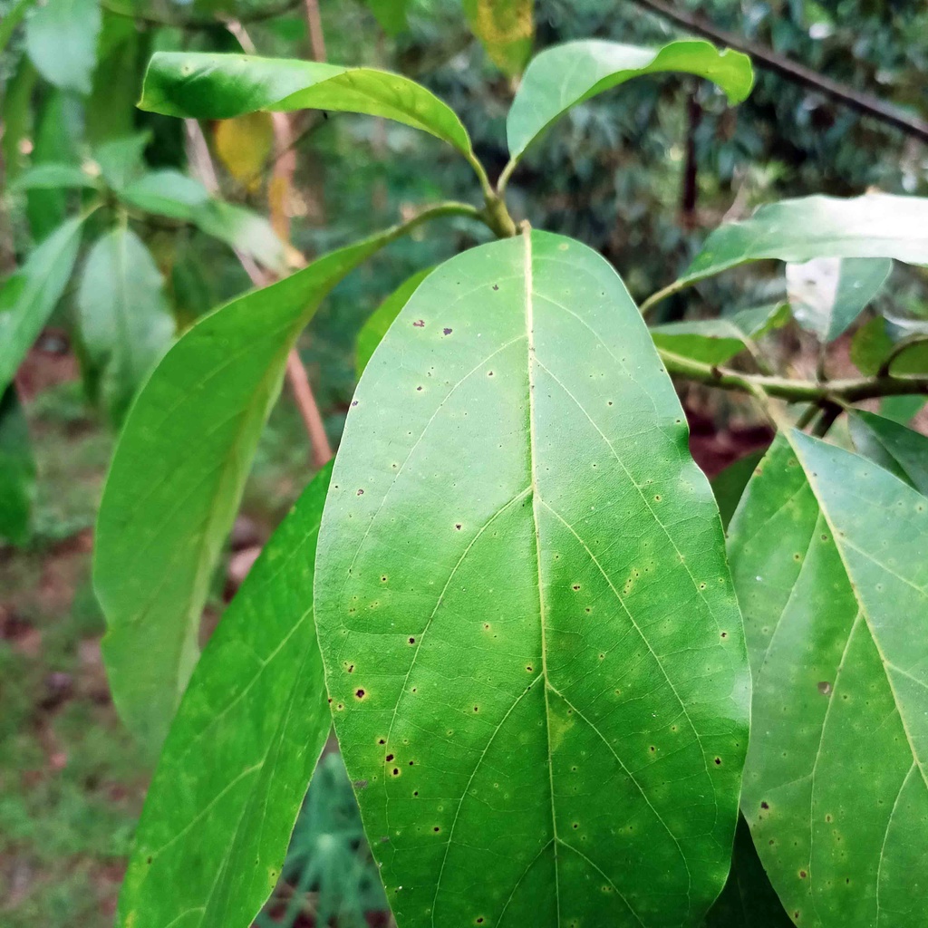 

DAUN ALPUKAT SEGAR 100 LEMBAR MURAH, OBAT HERBAL, OBAT TRADISIONL, OBAT ALAMI DI PETIK LANGSUNG SAAT ORDERAN MASUK