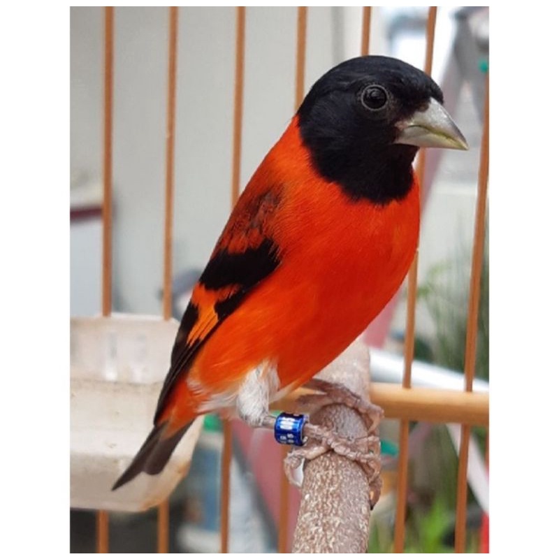 Burung Red siskin