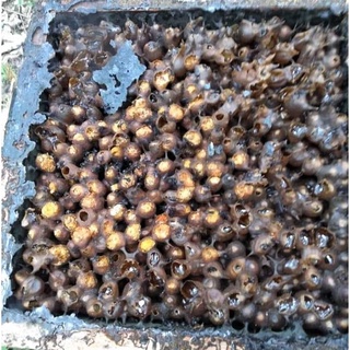 

Madu Murni Klanceng Asli Madu Trigona Murni Alami Original Beekeeping Beekeeper Isi Sekilo 1000 Gram