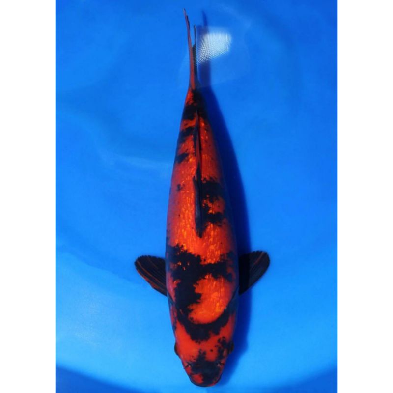 Maruhiro Ginrin Hi-Utsuri