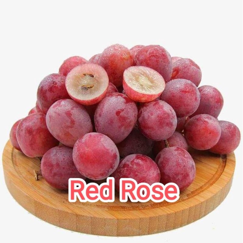 bibit anggur NSM & red rose ( 2 bibit)