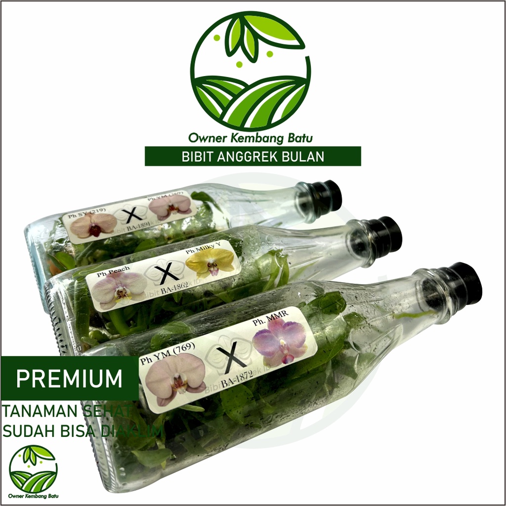 Bibit Anggrek Bulan Botol Hybird Premium Anggrek Botolan