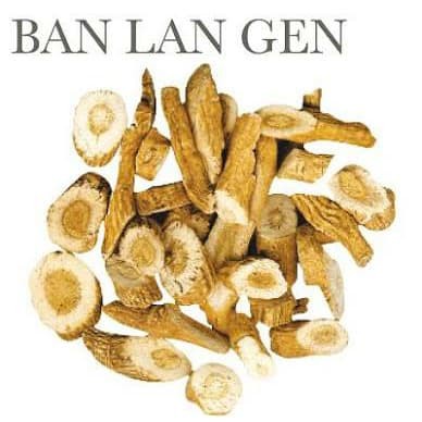 

BAN LAN GEN 板蓝根 Radix Isatidis North Isatis Root 100 gram