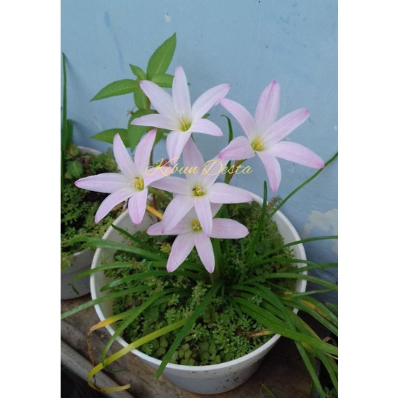 Rain Lily First Love