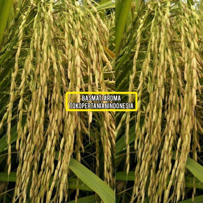 COD BASMATI AROMA (baroma) benih padi unggul.. Kualitas Terbaik