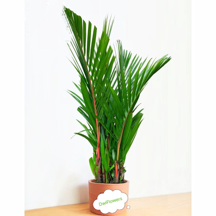 Terlaris Tanaman Hias Palem Merah - Pohon Palem Merah Hiasan Taman Palm Merah