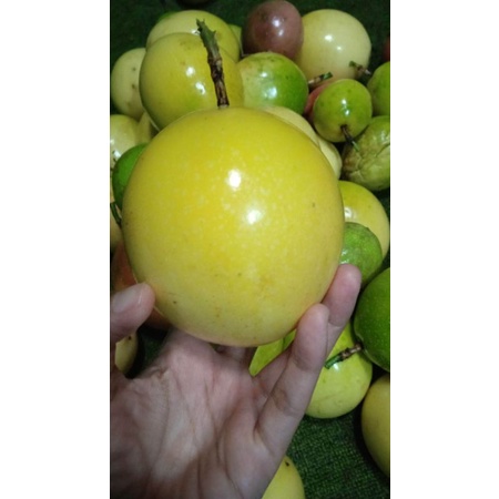 

Markisa kuning/hijau jumbo Super