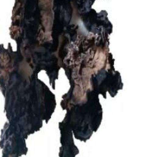 ☏ 1kg | r kuping hitam kering | Dried Black Fungus SU Brand | r kuping sup kimlo tumis dan bahan ola