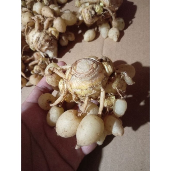 

Kunyit Putih Segar Khusus Grosir 10 kg