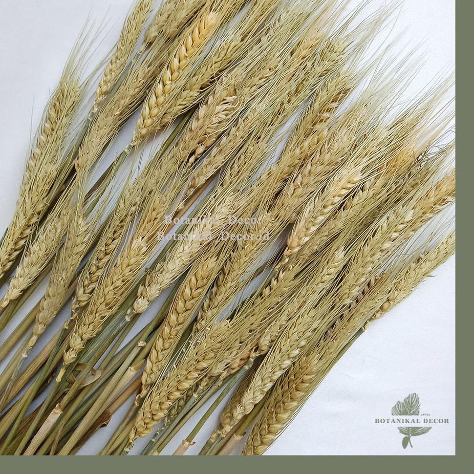12.12 SALE Dried Flower Wheat Bunga Kering Gandum Padi Triticale Impor Bunga Dekorasi Hiasan Rumah B