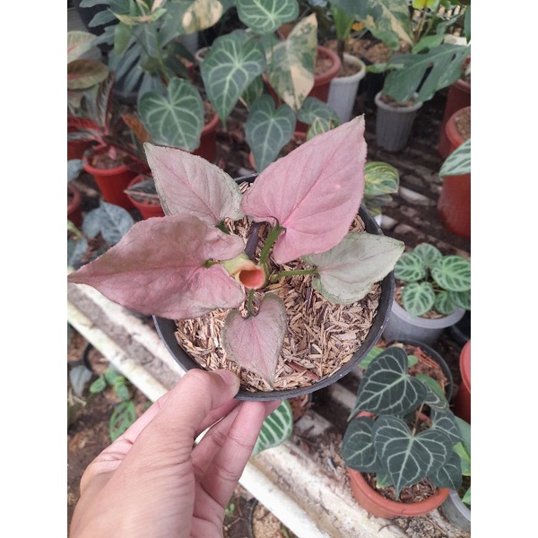 Syngonium pink perfection