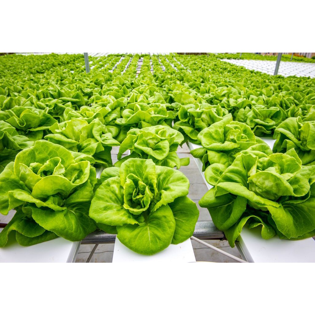 Benih Bibit Biji - Selada Green Butterhead Hijau Lettuce Seeds - IMPORT