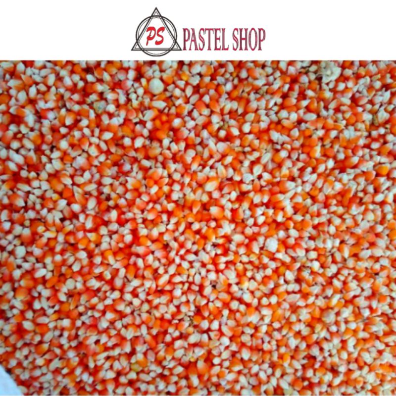 PS ~ Jagung Kristal Super | Pakan Ternak Super | Pakan Merpati | Pakan Ayam | Jagung Asli Probolingg