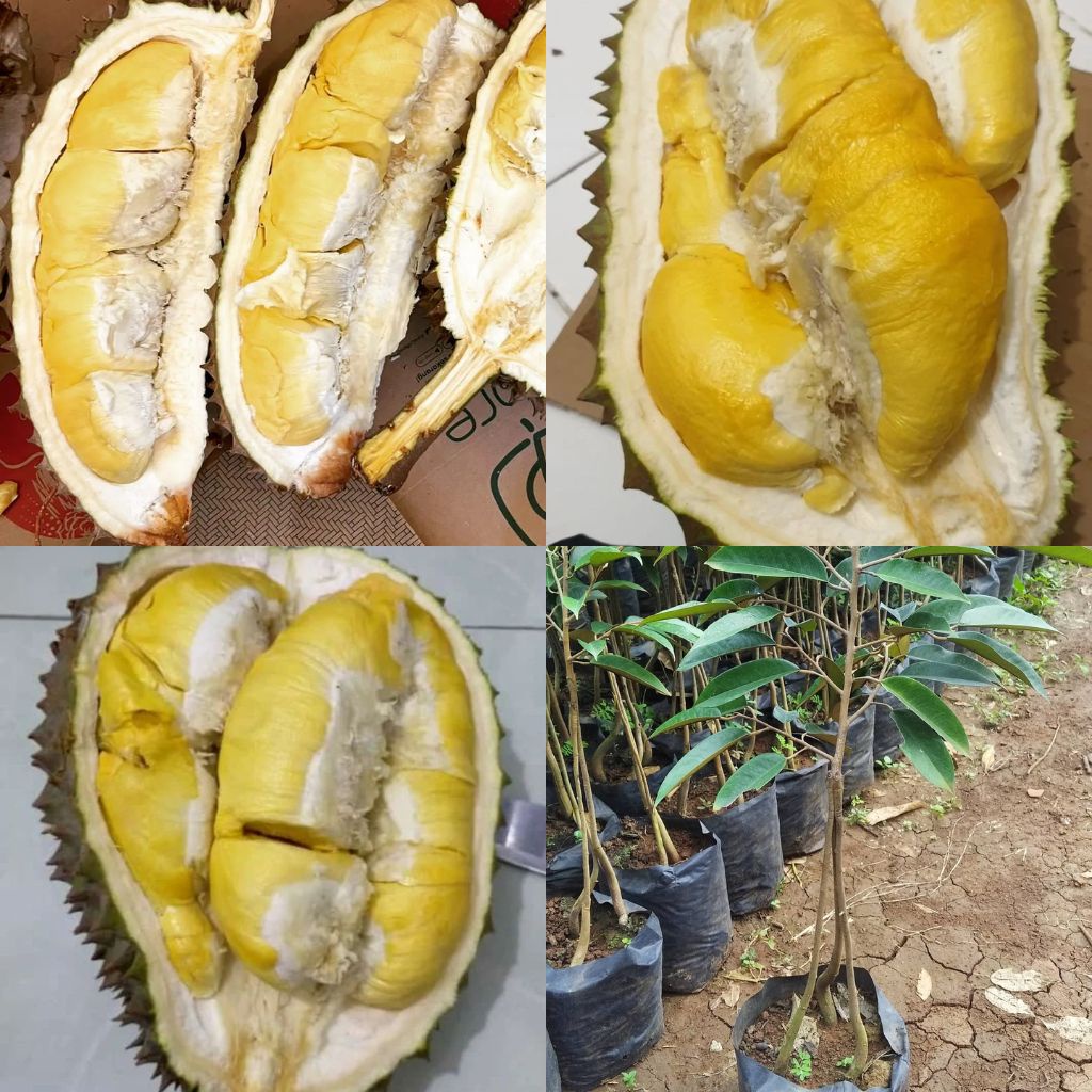 Bibit Durian Bawor Kaki 3 Cepat Berbuah