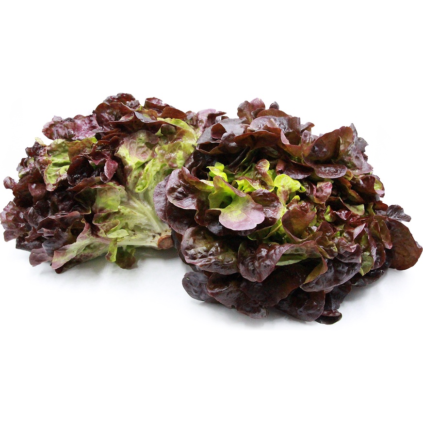 Benih Bibit Biji - Selada Oak Merah / Red Oakleaf Lettuce Seeds