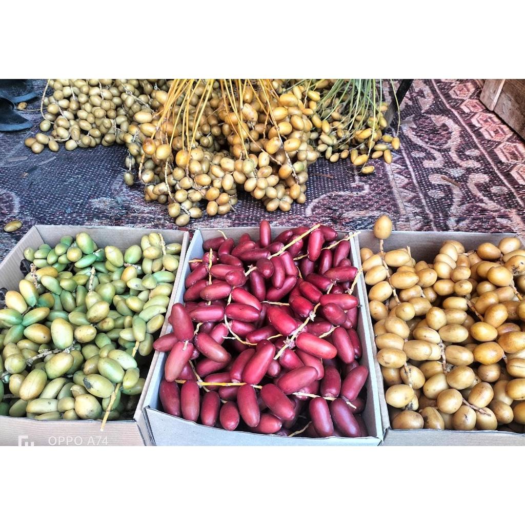

Kurma Muda Kuning & merah jenis ZAHIDI 1kg Fresh 100% Free Testpack Dan Buah Zuriat Kualitas Terbaik