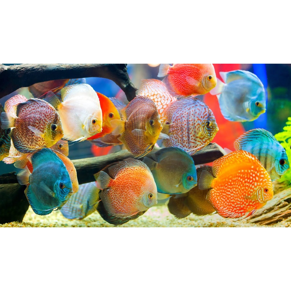 MORI DISCUS BITS Makanan Pakan Pelet Ikan Tropical Tetrabits Granule PREMIUM