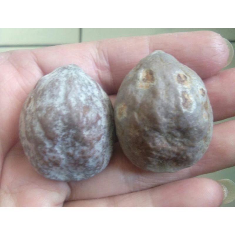 Kemiri Adu Muncang Adu Jayanti Ori Tua Jatohan