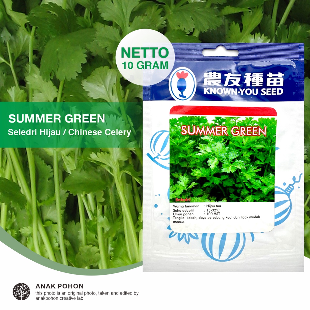 (1 PACK) Benih Seledri Summer Green Daun Sop Chinese Celery Seeds - Known You Seed KYS - 10 GRAM