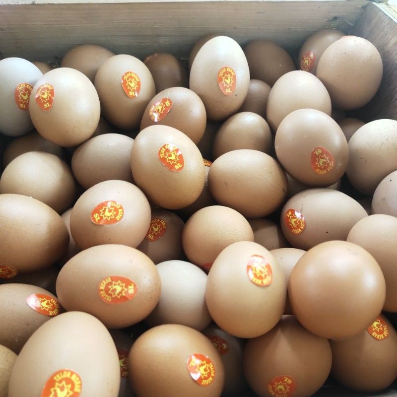 

telor ayam negeri omega