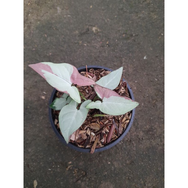 Syngonium pink salmon