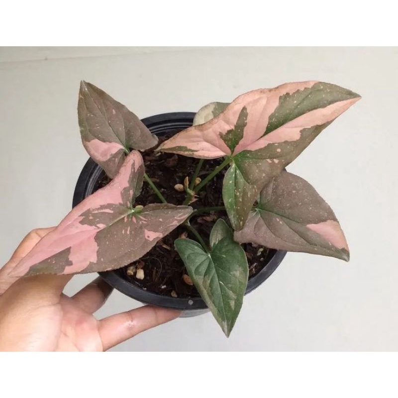 TANAMAN HIAS SYNGONIUM PINK SPLASH - TANAMAN HIAS SYNGONIUM