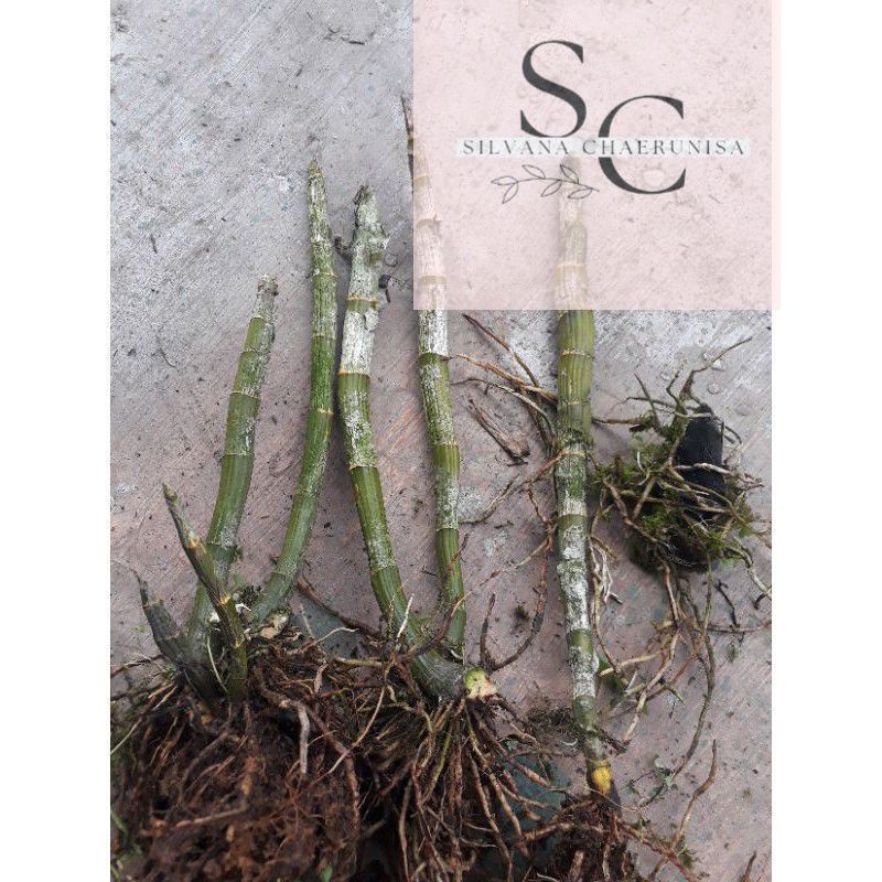 Batang Anggrek Dendrobium Tanpa Daun- Bibit Anggrek Dendrobium