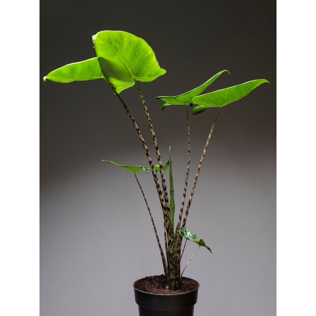 Tanaman Hias Alocasia Zebrina
