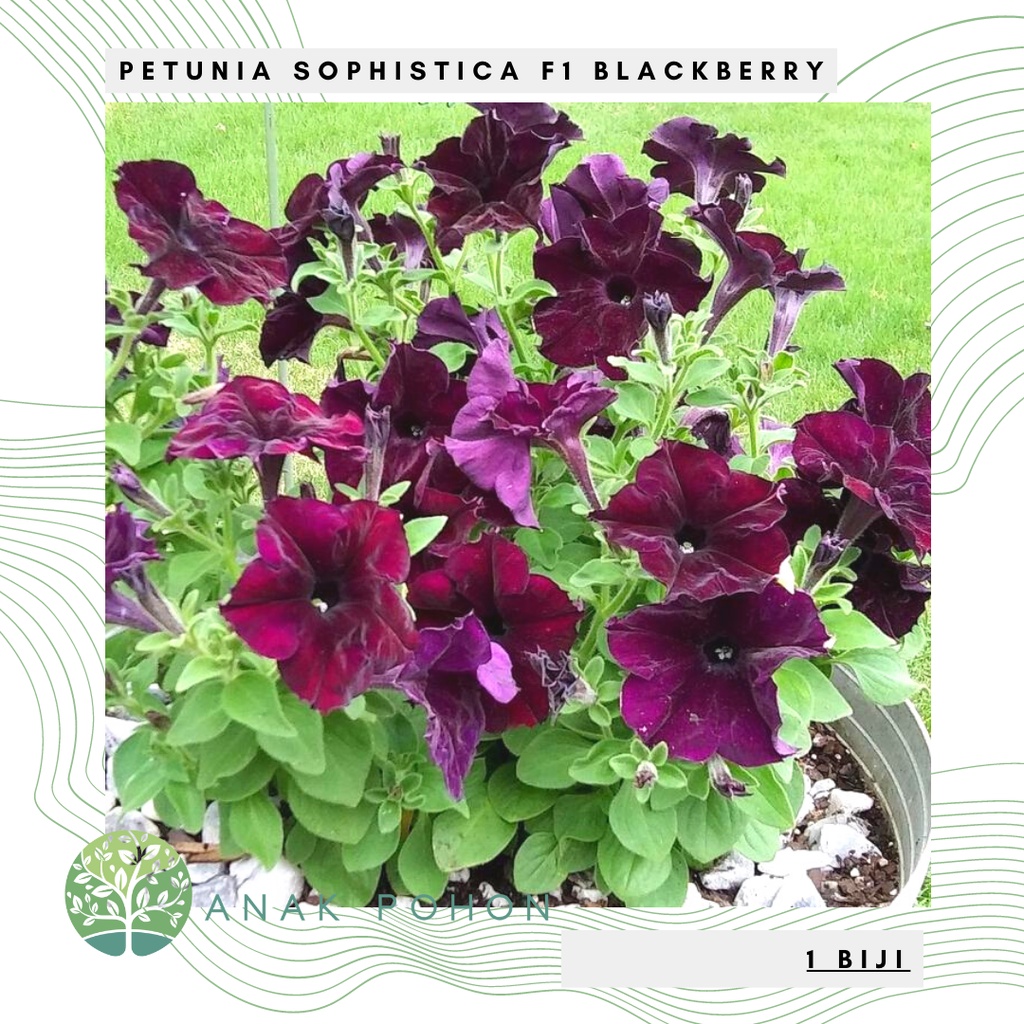 Benih Bibit Biji - Bunga Petunia Sophistica F1 Blackberry Flower Seeds - IMPORT