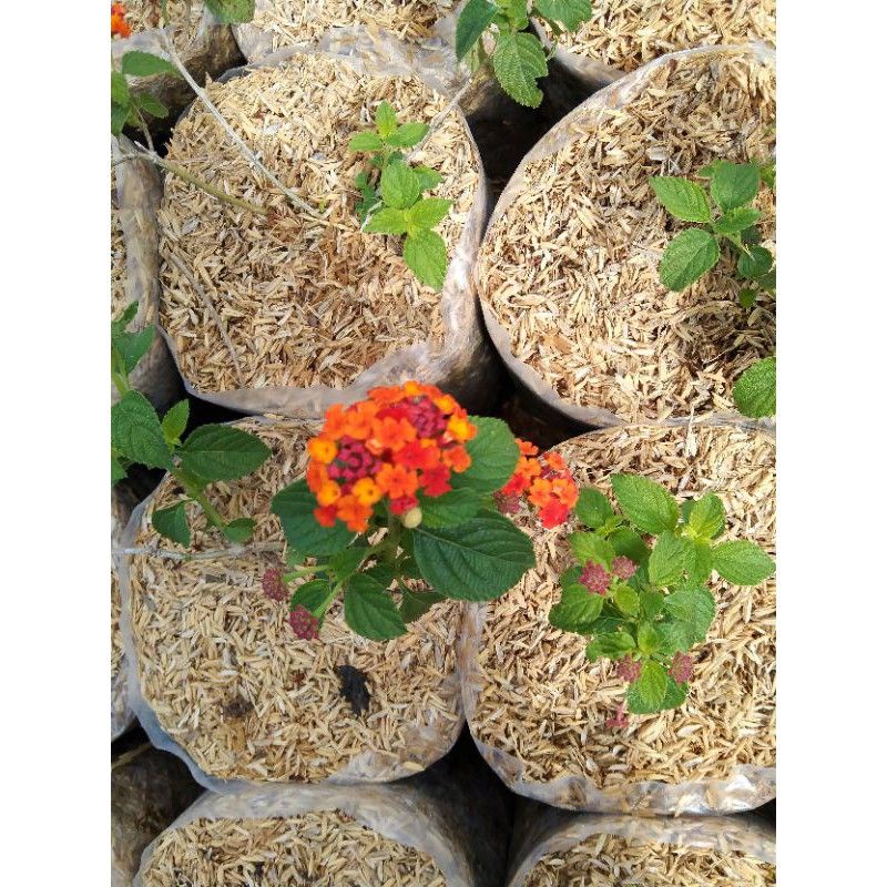 Lantana bunga oranye/orange lantana bahan bonsai
