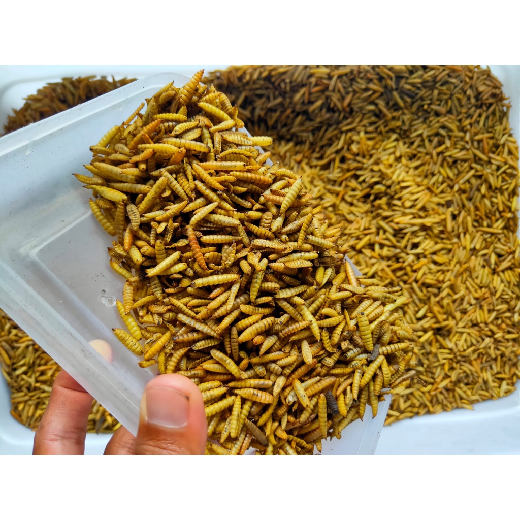 Dried maggot BSF magot kering bsf per kg, pakan ikan lohan koi Arwana chana