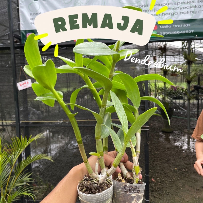 Anggrek Dendrobium Keriting Dewasa (BS)
