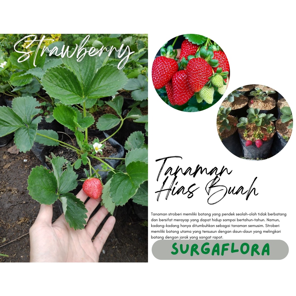 Bibit Tanaman Buah Strawberry California - Stroberi Sudah Berbunga dan Berbuah