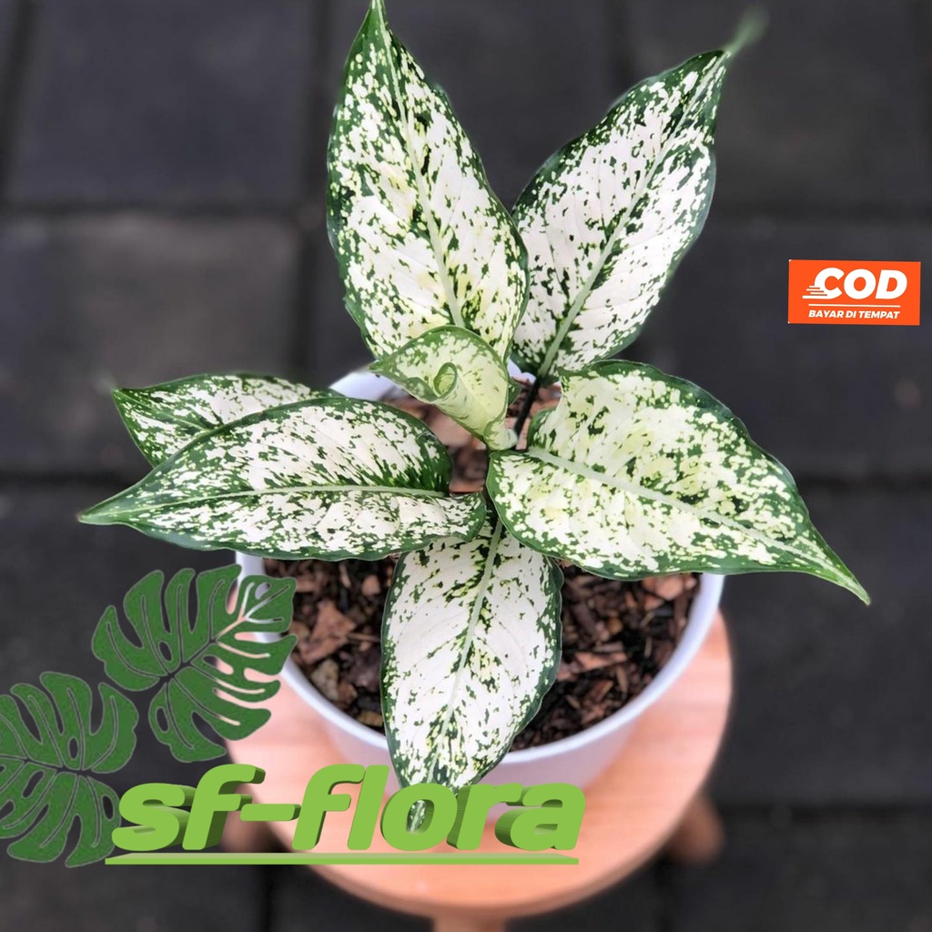 Aglonema snow white rimbun-aglonema snow white/Siam Paragon