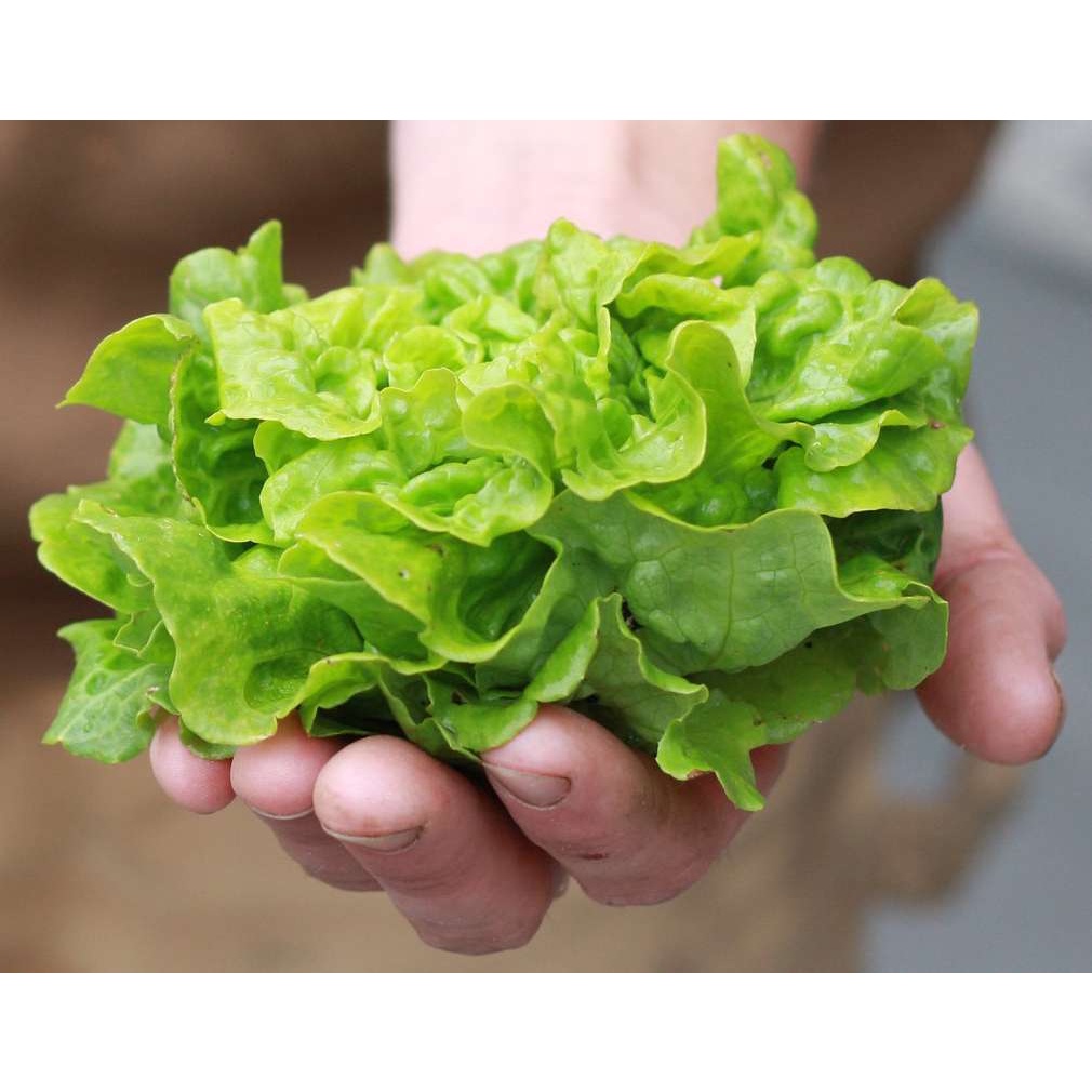 Benih Bibit Biji - Lettuce Tom Thumb Buttercrunch Selada Mini Butterhead Seeds - IMPORT