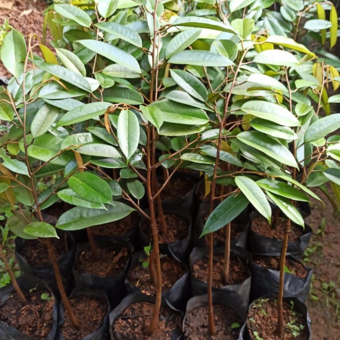 Bibit Durian Bawor Batang Besar